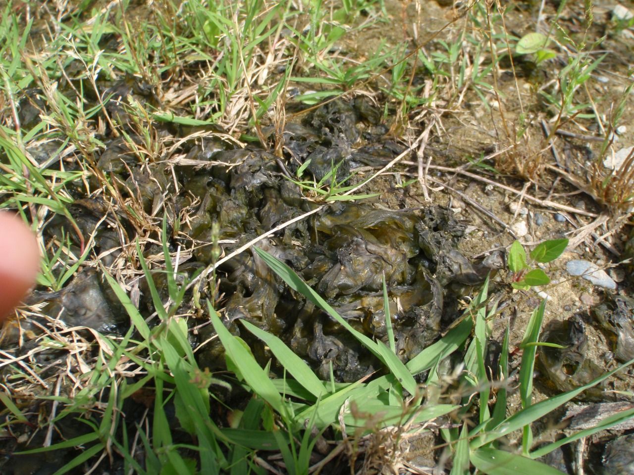 海藻みたいな雑草 仙里草の板倉の家