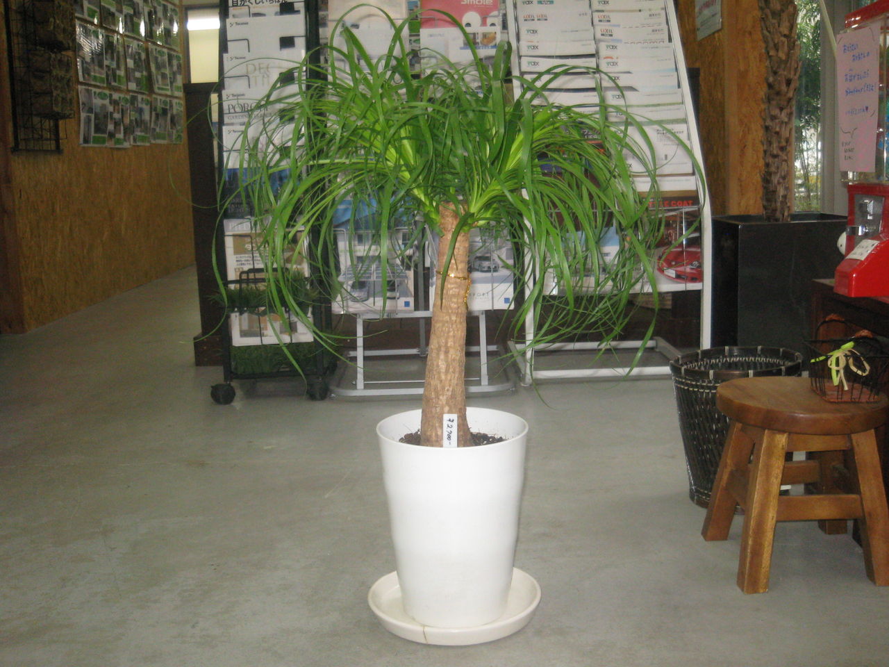 観葉植物紹介 外構専門店sense センス 観葉植物紹介 外構専門店sense センス