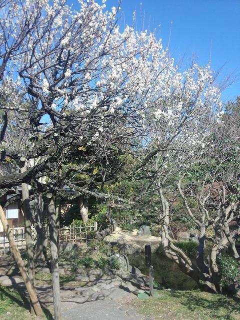 ume_tigasaki