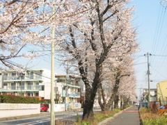 hanami_sakuragaoka (1)