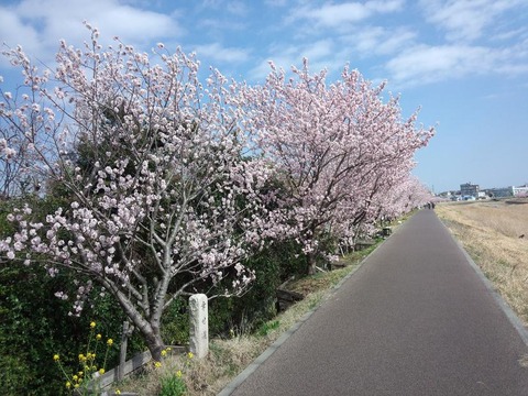 siawasemiti