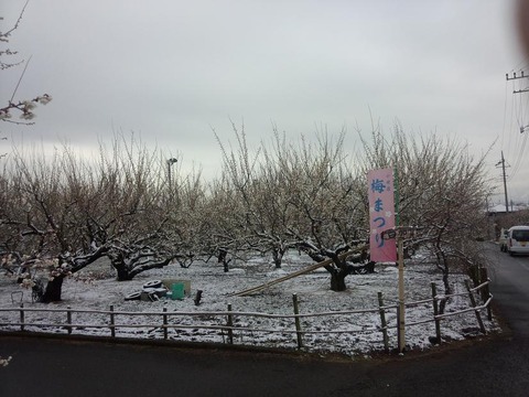 ume_yuki_bessho