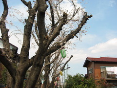 hanami_sagamigaoka (2)