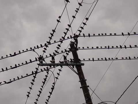 bird