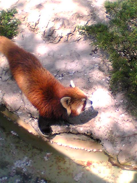nogeyamazoo (8)