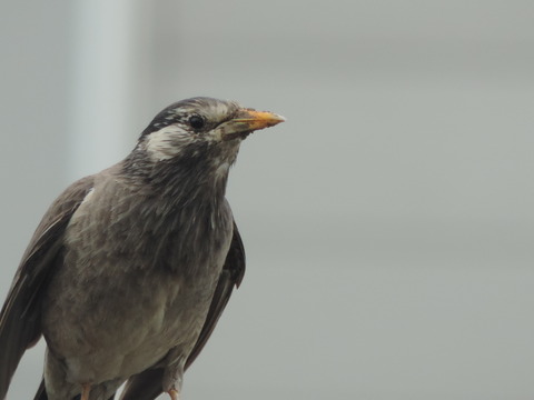 DSCN5934