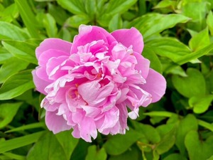IMG_5001