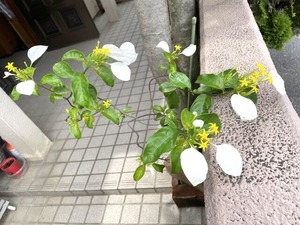 IMG_6098