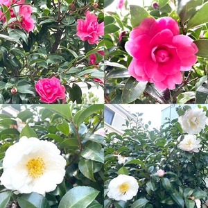 518F98B3-4974-40A0-843D-DF7937B5C191