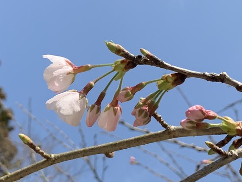 開花宣言