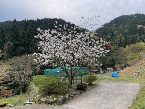 ゆうれい桜