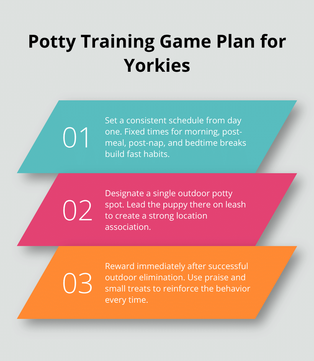 요크셔 테리어 강아지의 집 훈련을 시작하는 세 가지 핵심 단계