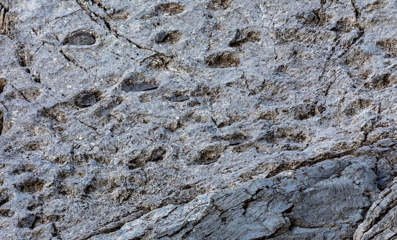 프로사우로포드의 공룡 발자국은 중앙 알프스의 스텔비오 국립공원에서 발견되었습니다.