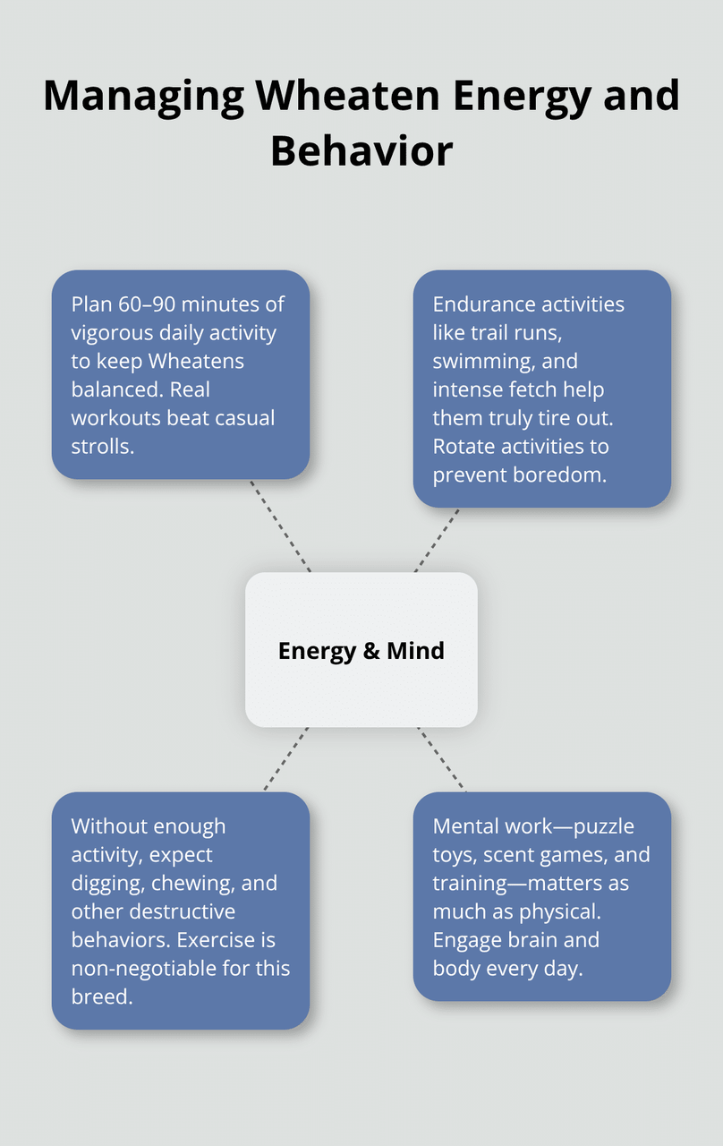 휘튼 테리어의 일일 운동과 정신 자극 요구 사항에 대한 시각적 가이드