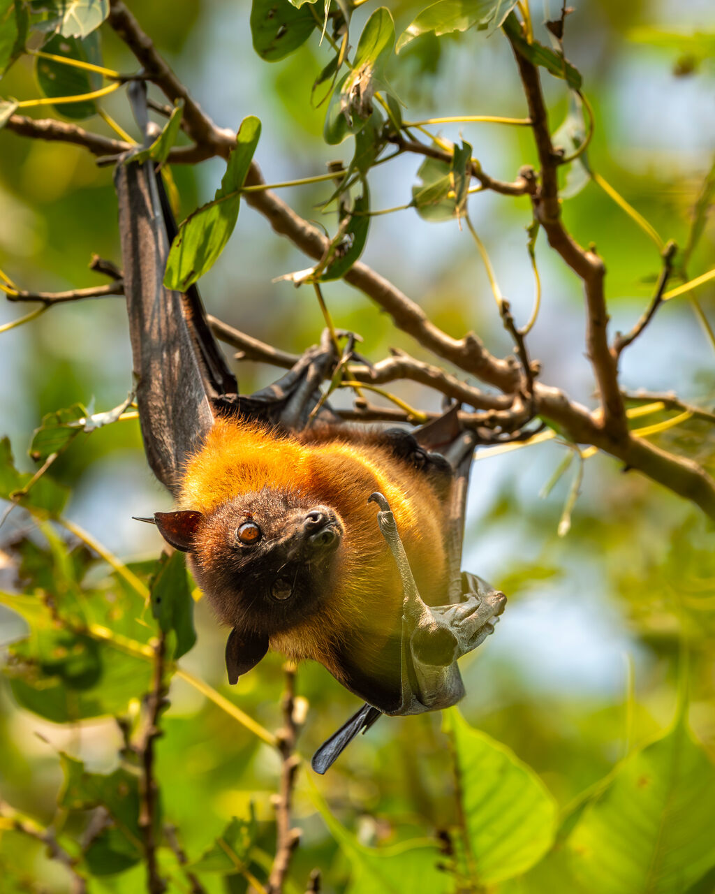 인도날여우박은 나무 가지에 거꾸로 매달려 시청자를 바라보고 있습니다.
