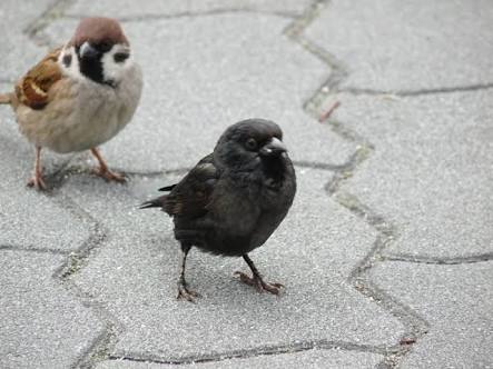 鳥さん カラス 強い 賢い かっこいい おにいやん速報 おに速