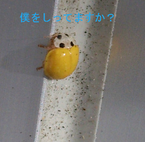 BlogPaint
