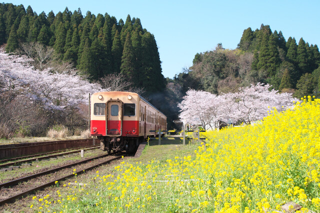 桜と菜の花に囲まれて 春爛漫の小湊鉄道 リョウタンpp 桜と菜の花に囲まれて 春爛漫の小湊鉄道 リョウタンpp