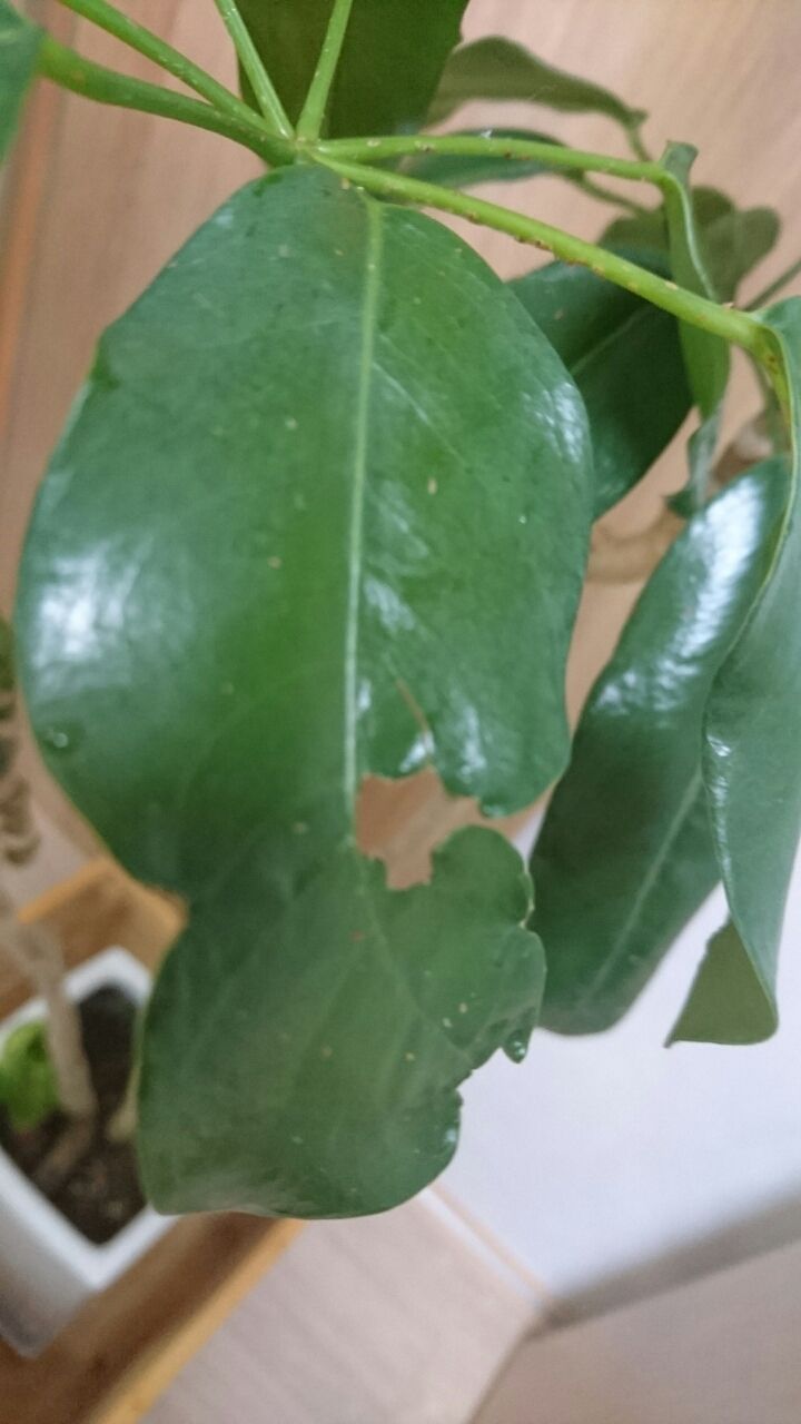 観葉植物の葉っぱが またピンチ 芹の恵み