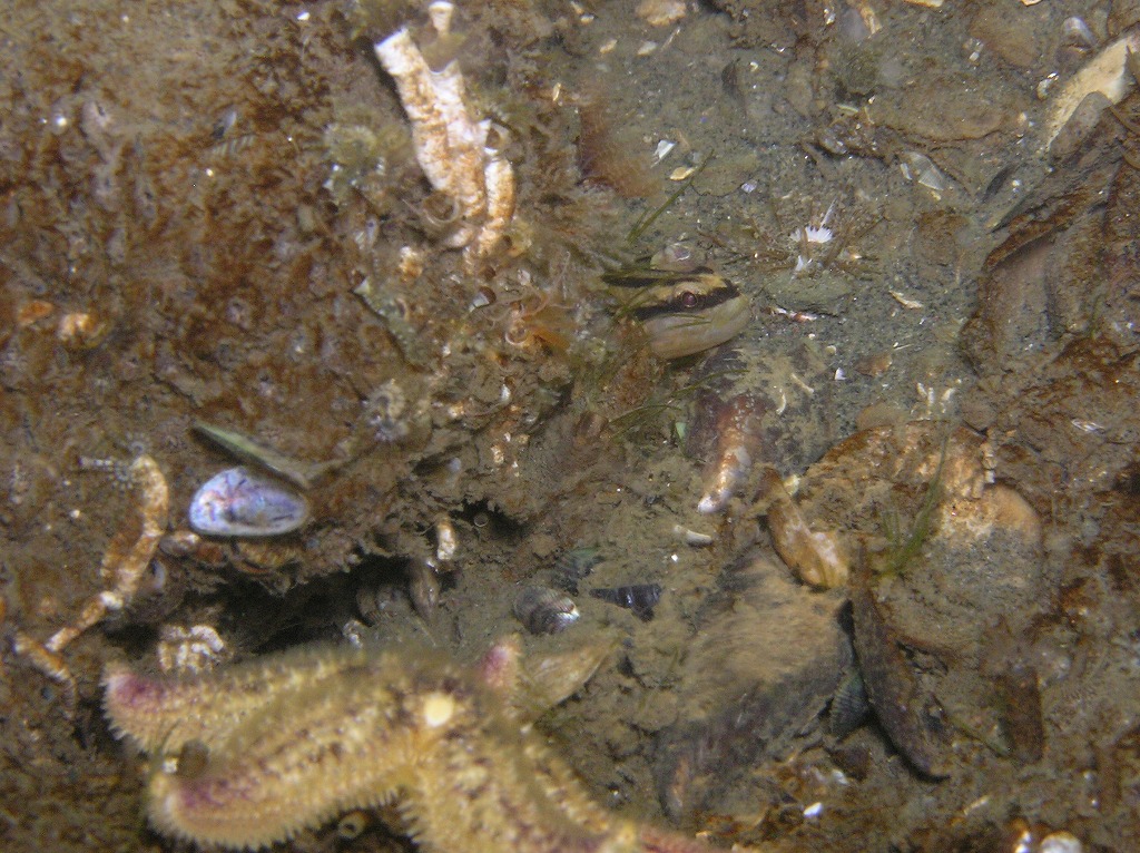 東京湾って汚いよねぇ それってホント せりっぺのブリーフィングルーム