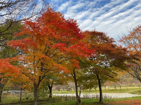 清見の紅葉