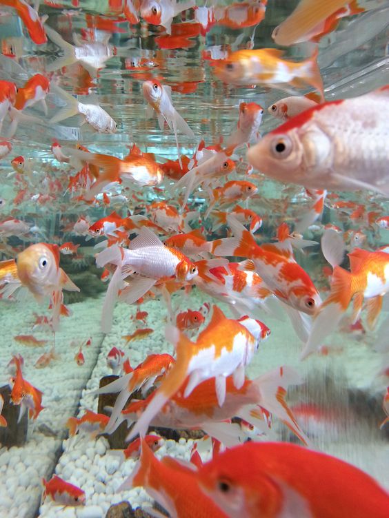 身代わり せせらぎ めも