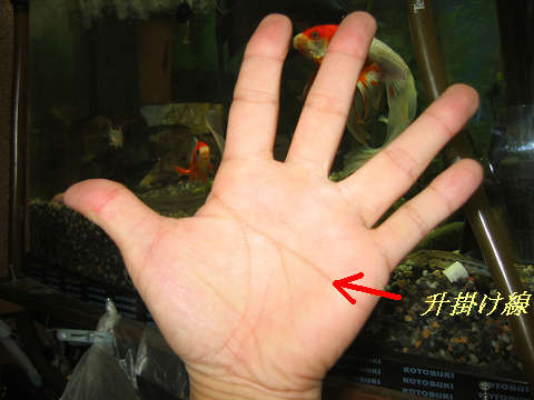 手相の升掛け線について せせらぎ めも