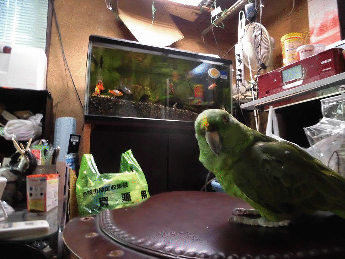 キエリボウシインコ せせらぎ めも キエリボウシインコ せせらぎ めも