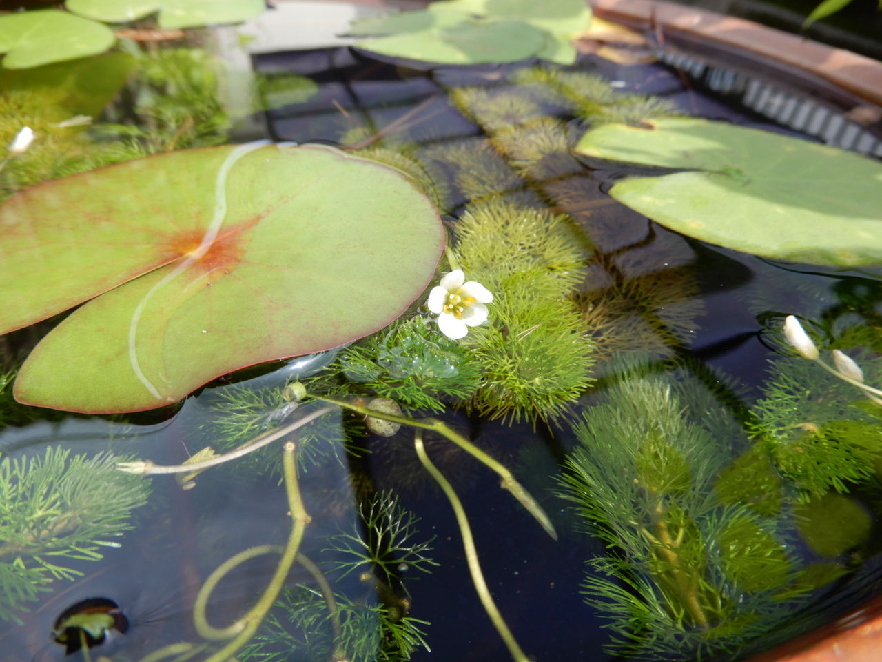 あの水草 マツモの花が咲いた 少し便利な別荘 あの水草 マツモの花が咲いた 少し便利な別荘