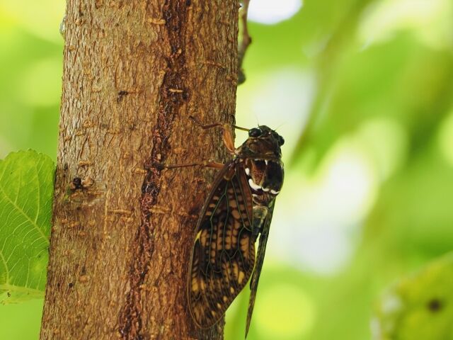 夏休み特集 セミの取り方教えます 楽しい おいしい 岡山県