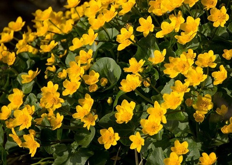 marsh-marigolds-6220888_1920 (1)