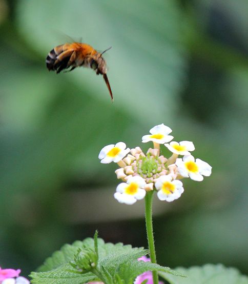 ホバリングする小さな虫 ゆらぎの世界