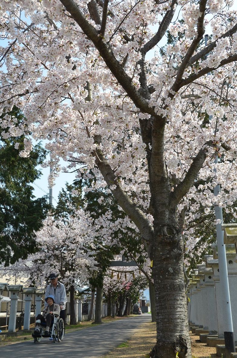 高松 多肥郷 櫻木神社の参道の桜 Setouchi Life 暮らしと医療 介護情報 高松 多肥郷 櫻木神社の参道の桜 Setouchi Life 暮らしと医療 介護情報