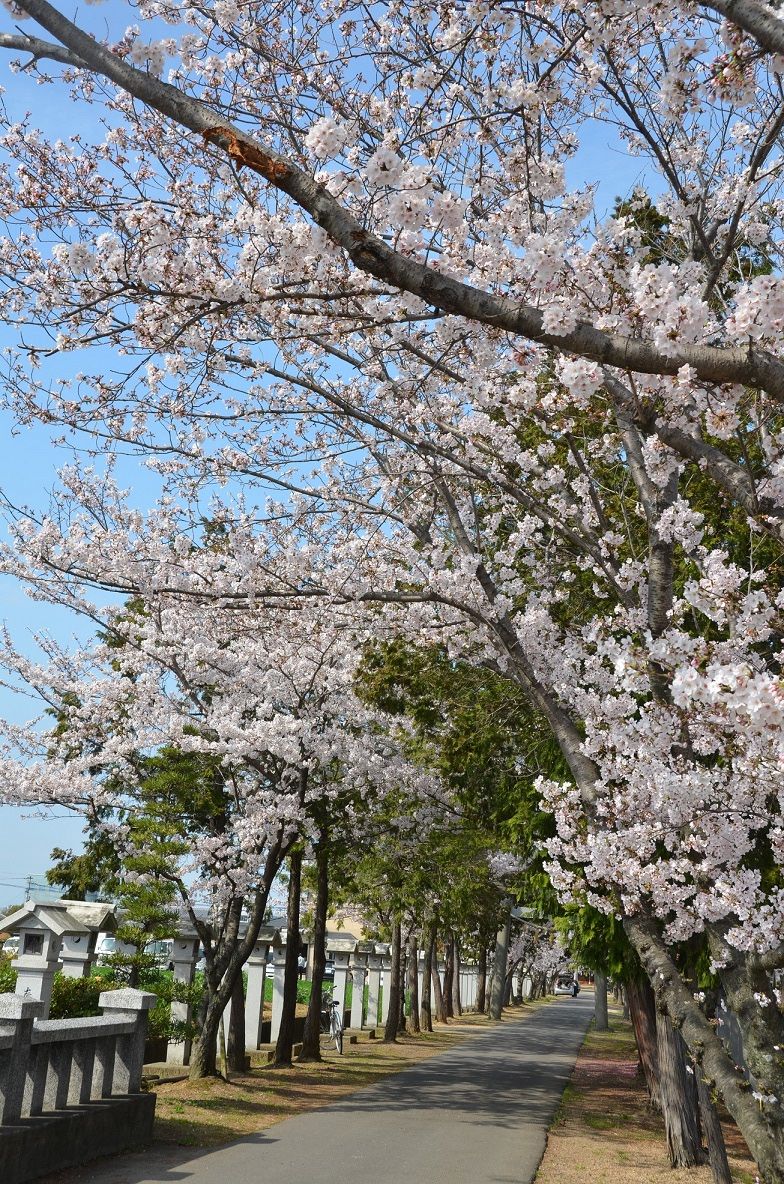 高松 多肥郷 櫻木神社の参道の桜 Setouchi Life 暮らしと医療 介護情報