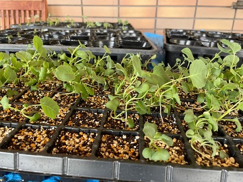img_LINE_ALBUM_2022726   ブロッコリー苗植え🥦_220726_10