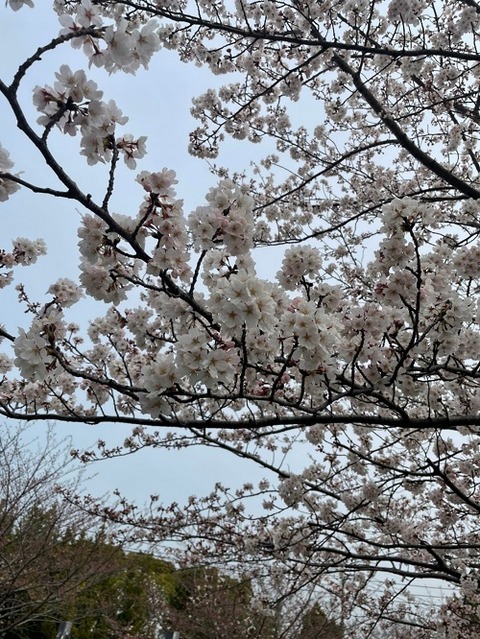 img_LINE_ALBUM_325花見_220325_49