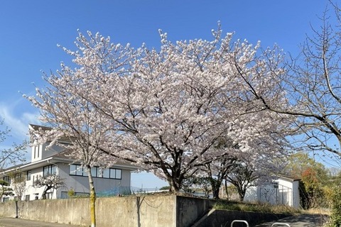 img_S__2580519