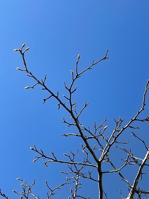 img_LINE_ALBUM_2023220  春の訪れ_230220_2