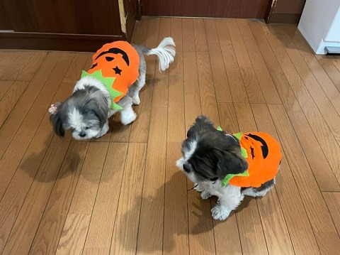 img_LINE_ALBUM_GH蓬莱ハロウィン🎃_211029_19