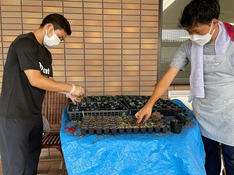 img_LINE_ALBUM_2022726   ブロッコリー苗植え🥦_220726_3