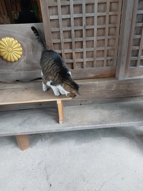 LINE_ALBUM_初詣_250109_17