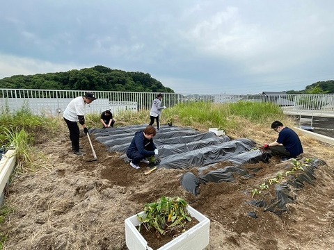 img_LINE_ALBUM_2024617  🍠サツマイモ苗🌱植え_240617_1