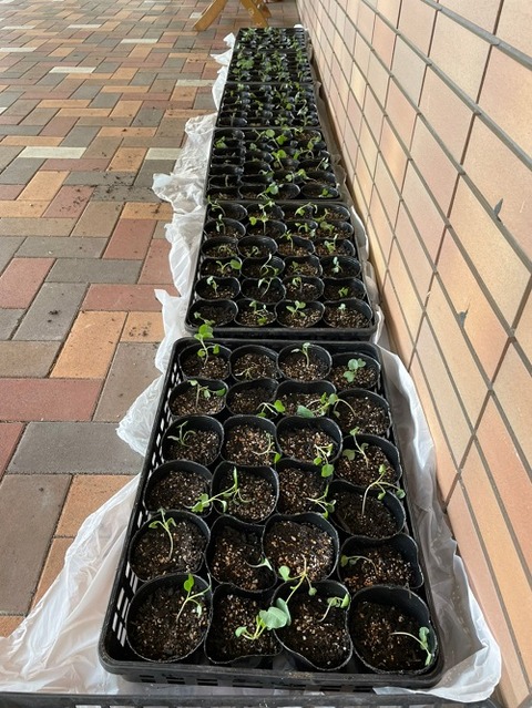 img_LINE_ALBUM_2022726   ブロッコリー苗植え🥦_220726_13