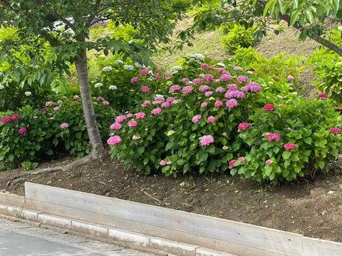 LINE_ALBUM_紫陽花見学その2_240622_6
