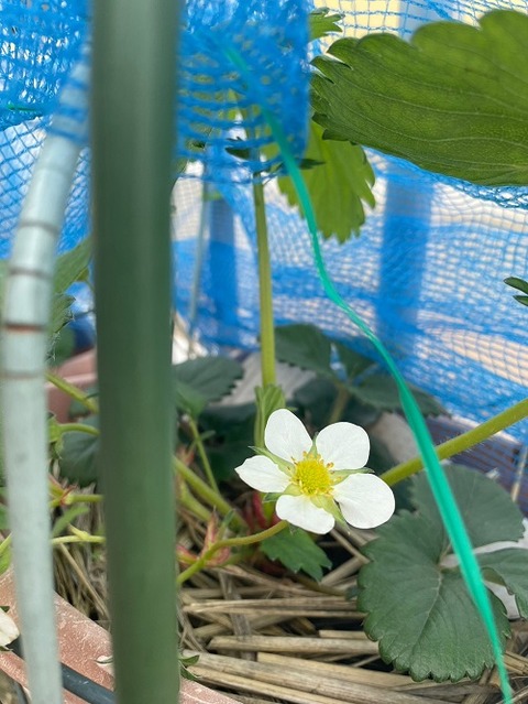 img_LINE_ALBUM_2023327 いちご🍓_230327_1
