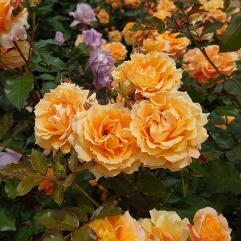 img_LINE_ALBUM_バラ園_220517_64