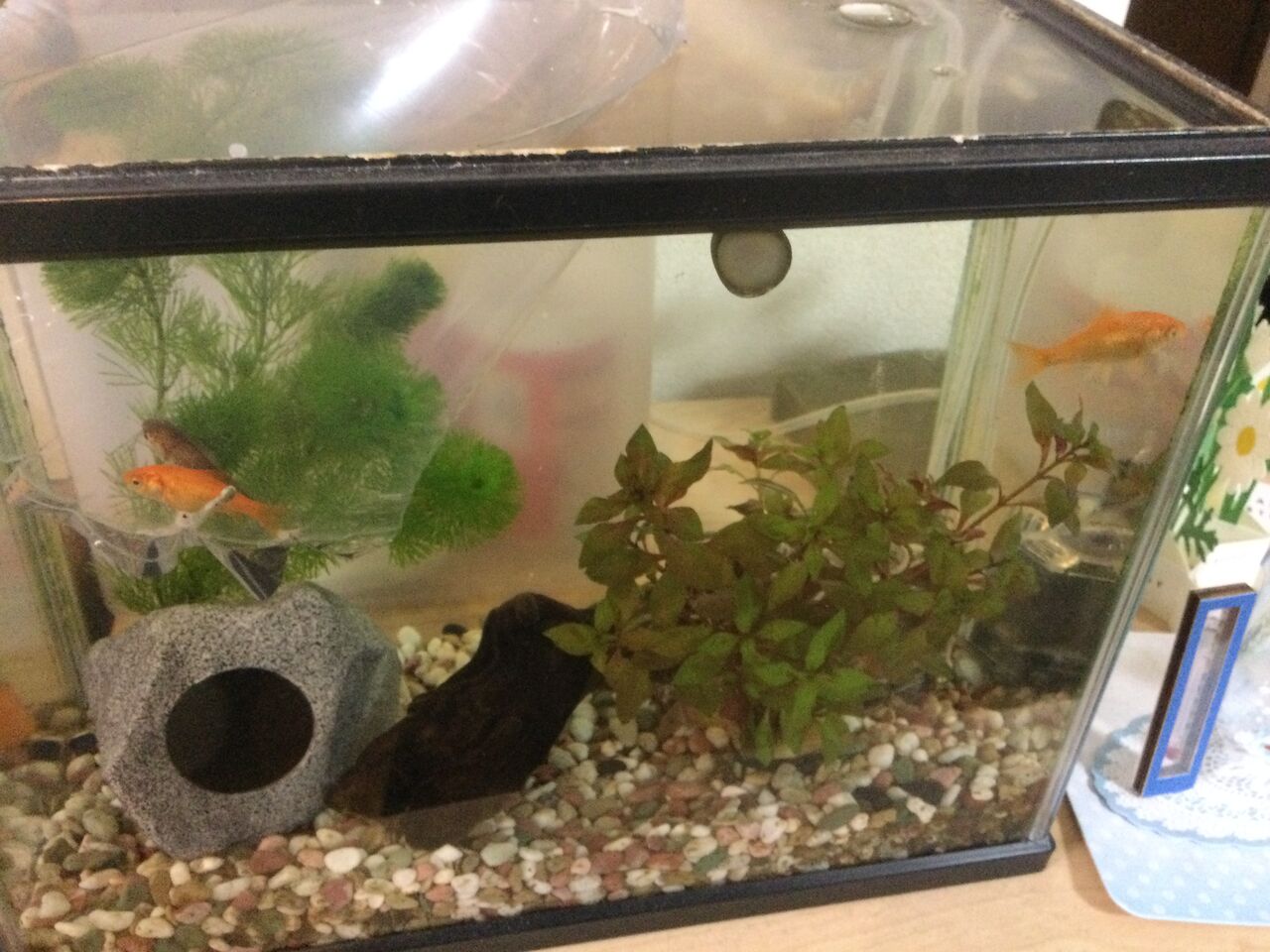 金魚 一匹逝ってしまい二匹追加で三匹に 節約パパのblog