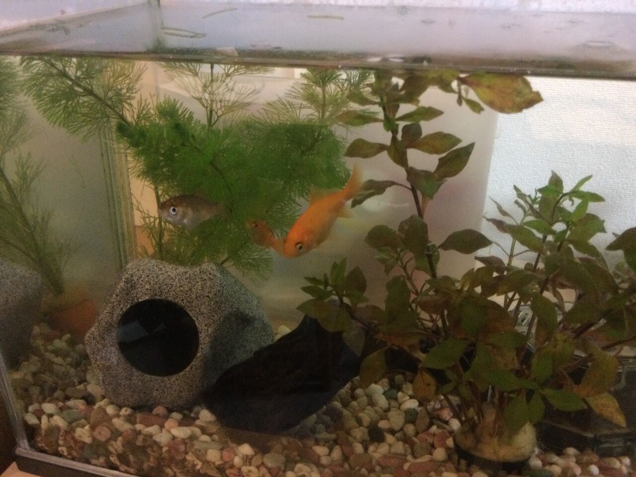 金魚 一匹逝ってしまい二匹追加で三匹に 節約パパのblog