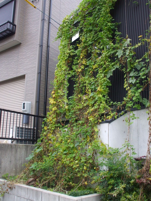 緑の日除1