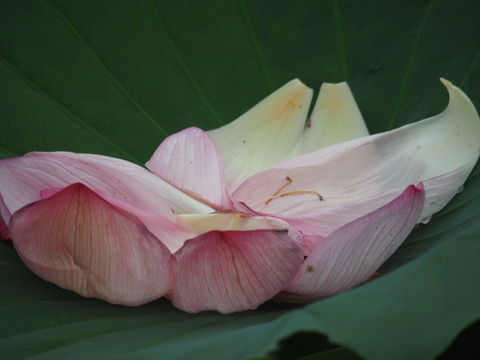 hasu20070836